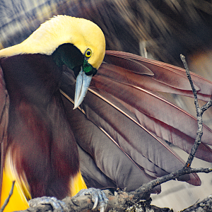 Oct. 2023 - Predators of Asia and Africa - Lesser Bird-of-Paradise