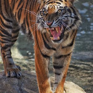 Oct. 2023 - Predators of Africa & Asia - Sumatran Tiger
