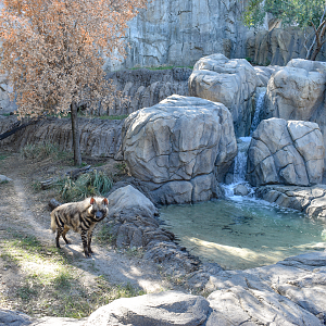 Oct. 2023 - Predators of Asia and Africa - Striped Hyena Exhibit