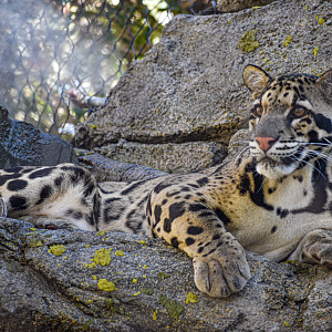 Oct. 2023 - Predators of Asia and Africa - Clouded Leopard