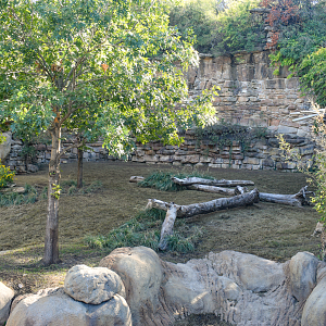 Oct. 2023 - Predators of Asia and Africa - Cheetah Exhibit