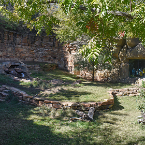 Oct. 2023 - Predators of Asia and Africa - Painted Dog Exhibit