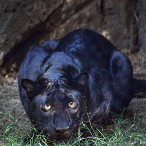 Oct. 2023 - Predators of Asia and Africa - Black Leopard