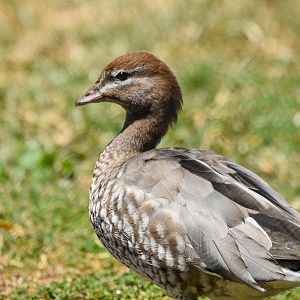 Australian Wood-Duck