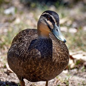 Pacific Black Duck