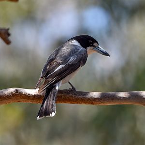 Grey Butcherbird