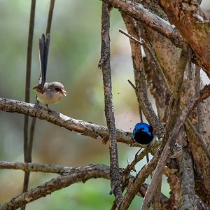 Variegated Fairywrens (male and female)
