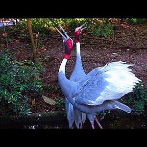 A Sarusly Great Day At Zoo Miami!!! - YouTube