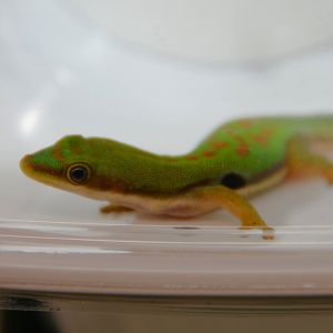 Described in 2022: Nosy Be striped day gecko (Phelsuma dorsivittata paradoxa)