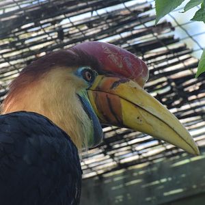 Knobbed hornbill - October 2023