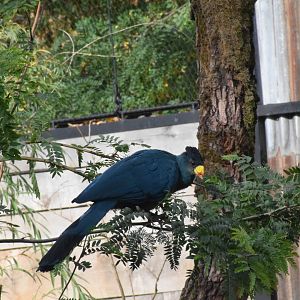 Great blue turaco - October 2023
