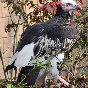 White-headed vulture - October 2023