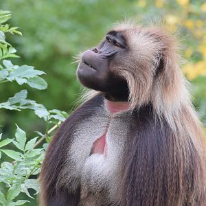 Gelada baboon - October 2023