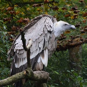 Himalayan vulture - October 2023