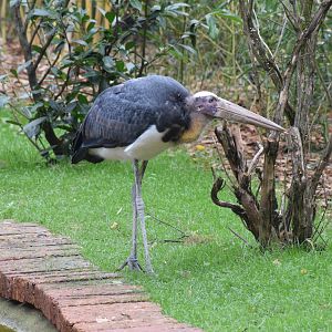 Lesser adjutatnt - October 2023