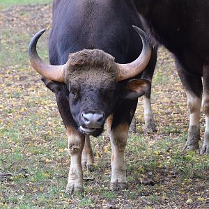 Indian gaur - October 2023