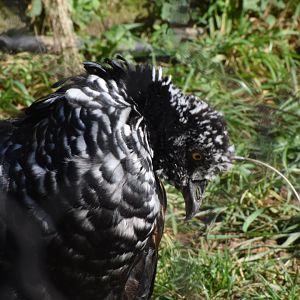 Horned screamer - October 2023