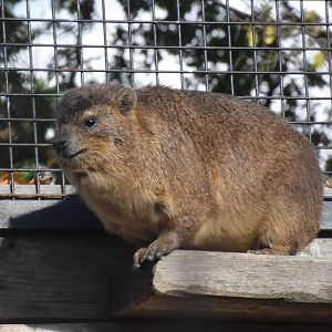 Cape hyrax - October 2023