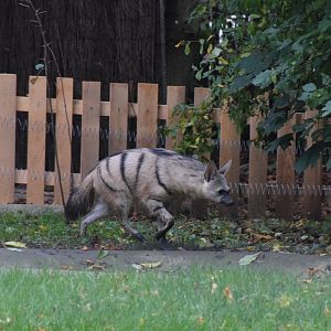 Southern aardwolf - October 2023