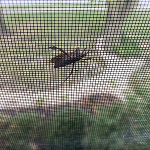 Bug ID