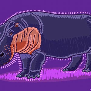 Hippopotamus