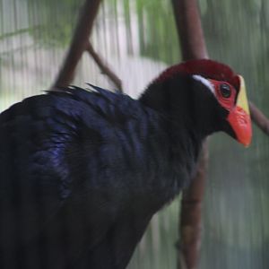 Idk species - Bird avairy