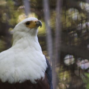 African fish eagle - Raptor Canyon