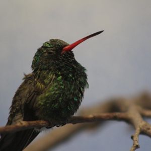 (Name?) Hummingbird - Wild Texas!
