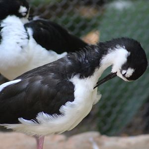 Idk species - Wild Texas!