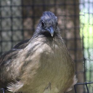 Idk species - Wild Texas!