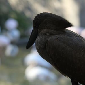 Hamerkop - Wild Texas!