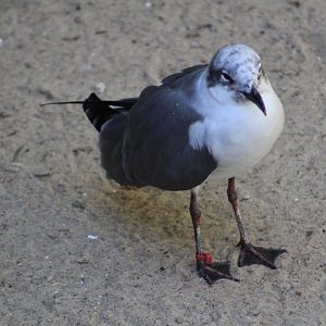 Some kind of seagull? - Wild Texas!