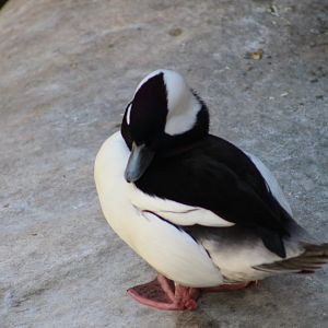 Bufflehead? - Wild Texas!