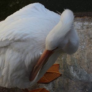 American White Pelican - Wild Texas!