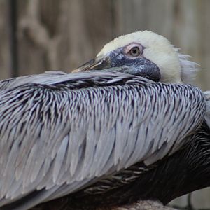 Brown Pelican - Wild Texas!