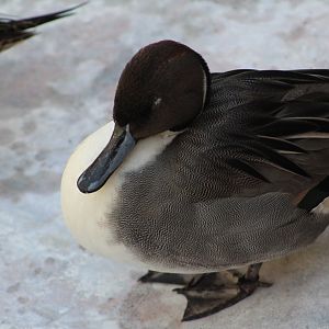 Idk duck? - Wild Texas!