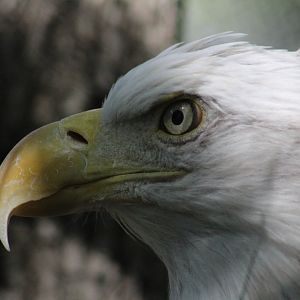 Bald eagle - Wild Texas!