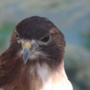 Red-tailed hawk - Wild Texas!