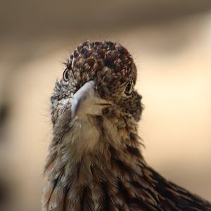 Greater roadrunner - Wild Texas!