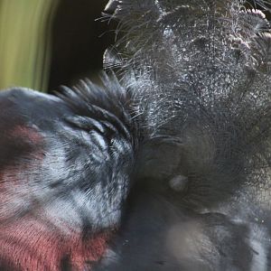 Victoria crowned pigeon - Bird Aviary
