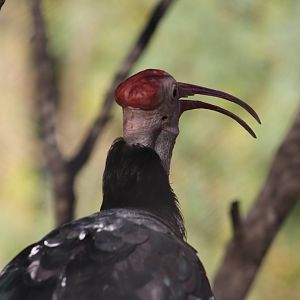 Weird ibis? - Predators of Asia & Africa