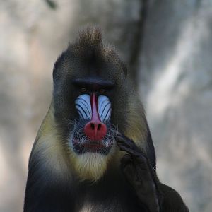 Mandrill - World of Primates