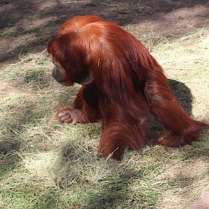 Orangutan - World of Primates