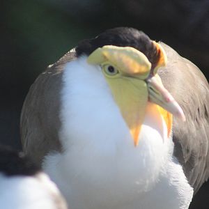 A special one well - Predators of Asia & Africa