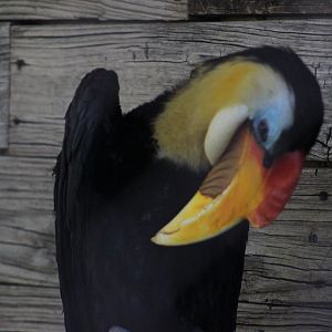 Wrinkled hornbill - Predators of Asia & Africa
