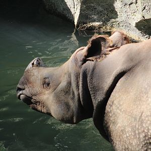 Indian one-horned rhinoceros - Predators of Asia & Africa