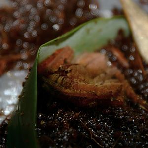 Javan huntsman spider (Heteropoda javana)