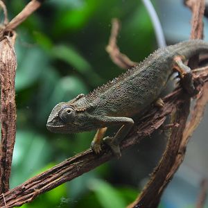 Elliot's chameleon (Trioceros ellioti)