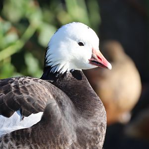Ross's Goose, Blue Morph