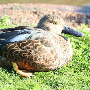 Cape Shoveler